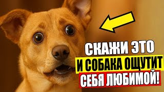 видео: 14 Слов, которые Дадут Вашей Собаке Понять, что Вы Её ЛЮБИТЕ! картинка: 14 Слов, которые Дадут Вашей Собаке Понять, что Вы Её ЛЮБИТЕ!