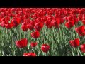 ФУТАЖ Красные тюльпаны - Footage Red tulips