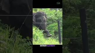 This Elephant Outsmarted the Entire Power Line.                         #documentary#usashorts#fyp