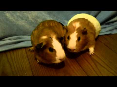 Meerschweinsong Version1