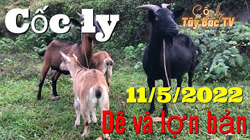 Cập Nhật giá De và lợn bản 11/5/2022 chợ phiên cốc ly