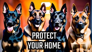 Top 5 Best Protection Dog Breeds | FatoPia by Factopia 2 views 2 months ago 4 minutes, 27 seconds