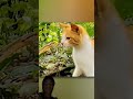 #cat #funny #animals #facts #new #fact #factsmine #kawasaki10r #kawasaki #ninja #h2r #ninjah2r