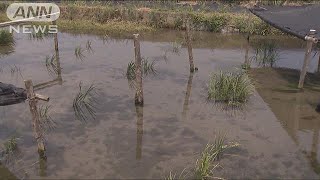 朝倉だけの特産「海苔」に大打撃　再生誓い川を清掃(17/07/21)