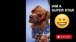 Funny Animals Compilation! 😂😂! Gracioso #reir #funnyanimals  #funny  #animales