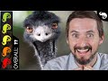 Emu, The Best Pet Dinosaur?