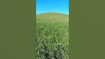 Brenda makes the shot! #pheasanthunting #pointer #hunting #birdhunting #birddog #uplandhunting