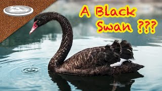 The Black Swan Fallacy | Crushing the Soul of Flat Derp Wealth