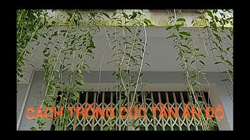 Cách nhân giống và trồng cây Cúc Tần Ấn Độ đơn giản và hiệu quả tại nhà