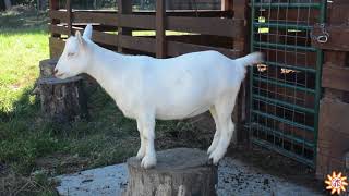 Screaming Goat at Goat Milk Stuff