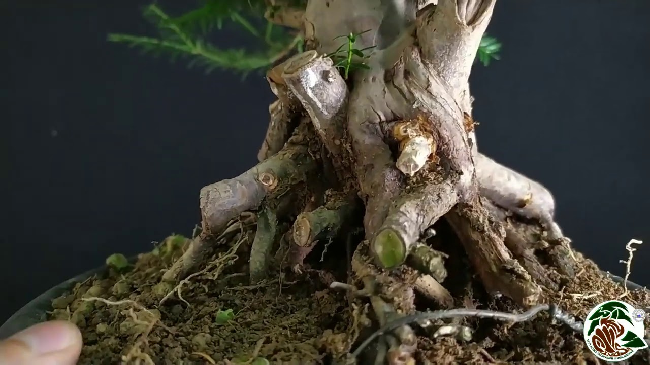 Migliorare la base di un bonsai di tasso con una una margotta