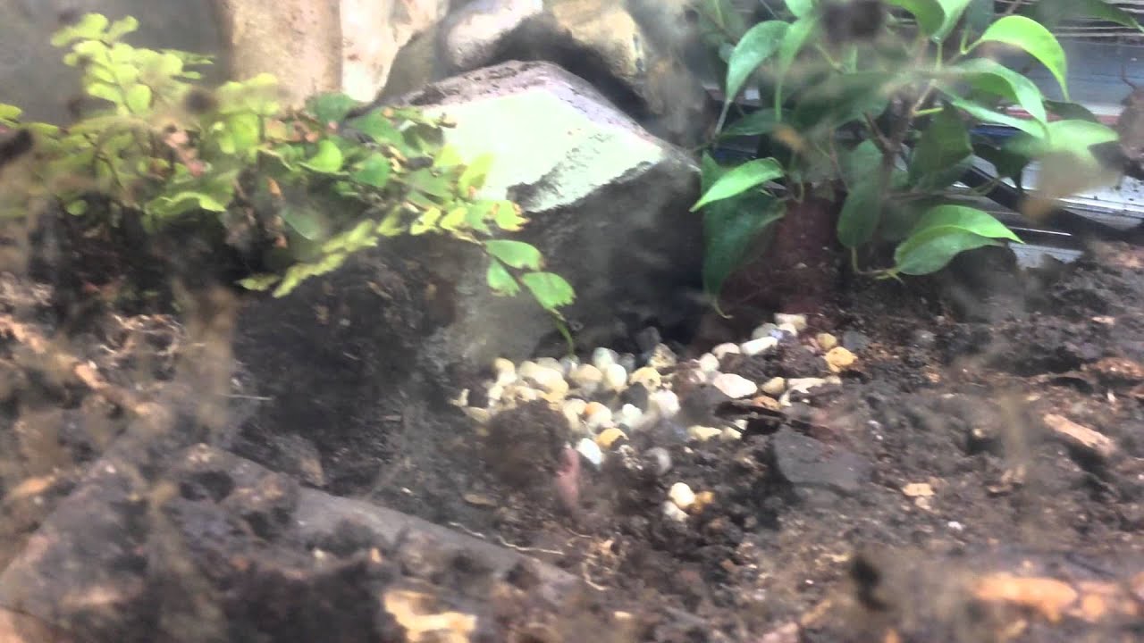 New newt tank setup with cool water feature - YouTube