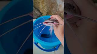 Download Lagu musik jedag jedug ikan hiu bloop megalodon #shorts #fish #comedy #trending #subscribe MP3