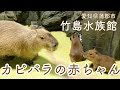 カピバラの赤ちゃん 愛知県蒲郡市竹島水族館【#032】