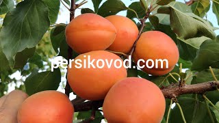 Абрикос Фаралия (faralia) persikovod.com