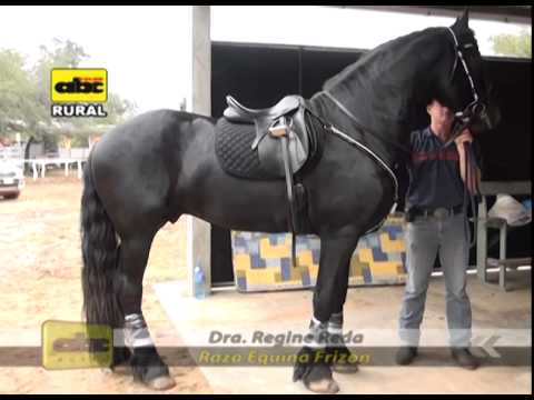 Video: Raza De Caballo Frisón Hipoalergénico, Salud Y Vida útil