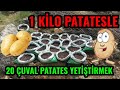 1 KİLO PATATESLE 20 ÇUVAL PATATES YETİŞTİRMEK - Çuvalda Patates Yetiştirme| Growing Potatoes in Sack