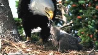 Match Highlights Bald Eagle Remembered