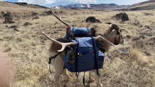 Camping with goats, off trail, in the backcountry! by Jason Rossman 15,001 views 1 year ago 39 minutes