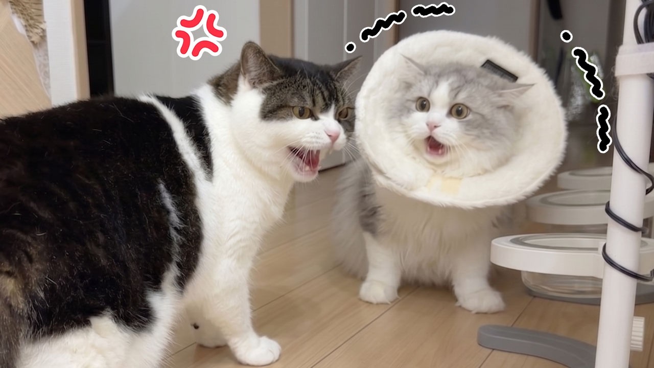 猫といじめっ子反撃大作戦 My kitten looked so different after surgery that her big brother