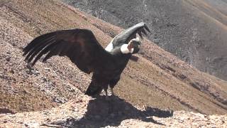 LIBERACIÓN DEL CONDOR ANDINO 'MORENO', CUESTA DE LIPAN, JUJUY