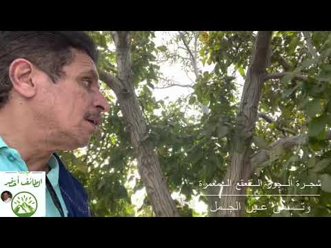 الكروان غنى ثمار القعقع الجوز أو عين الجمل من شجرة الجوز المعمرة بالشفا