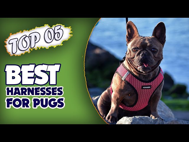 🐶 Best Harnesses for Pugs - Increase Your Fishing Quality in Deep Sea Also!