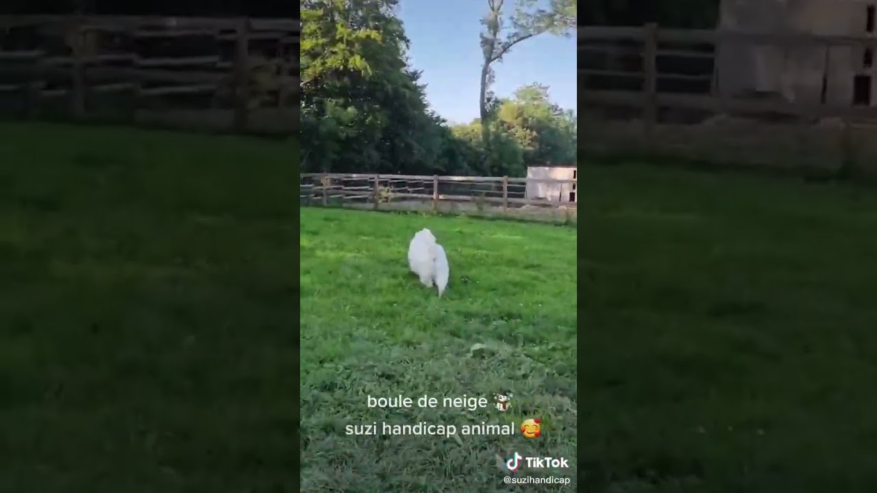 Ce Chien Aveugle Profite D Une Sortie Dehors 