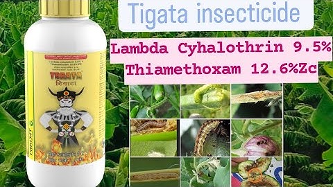Tegata insecticide Parijat Lambda Cyhalothrin 9.5%+Thiamethoxam 12.6%Zc