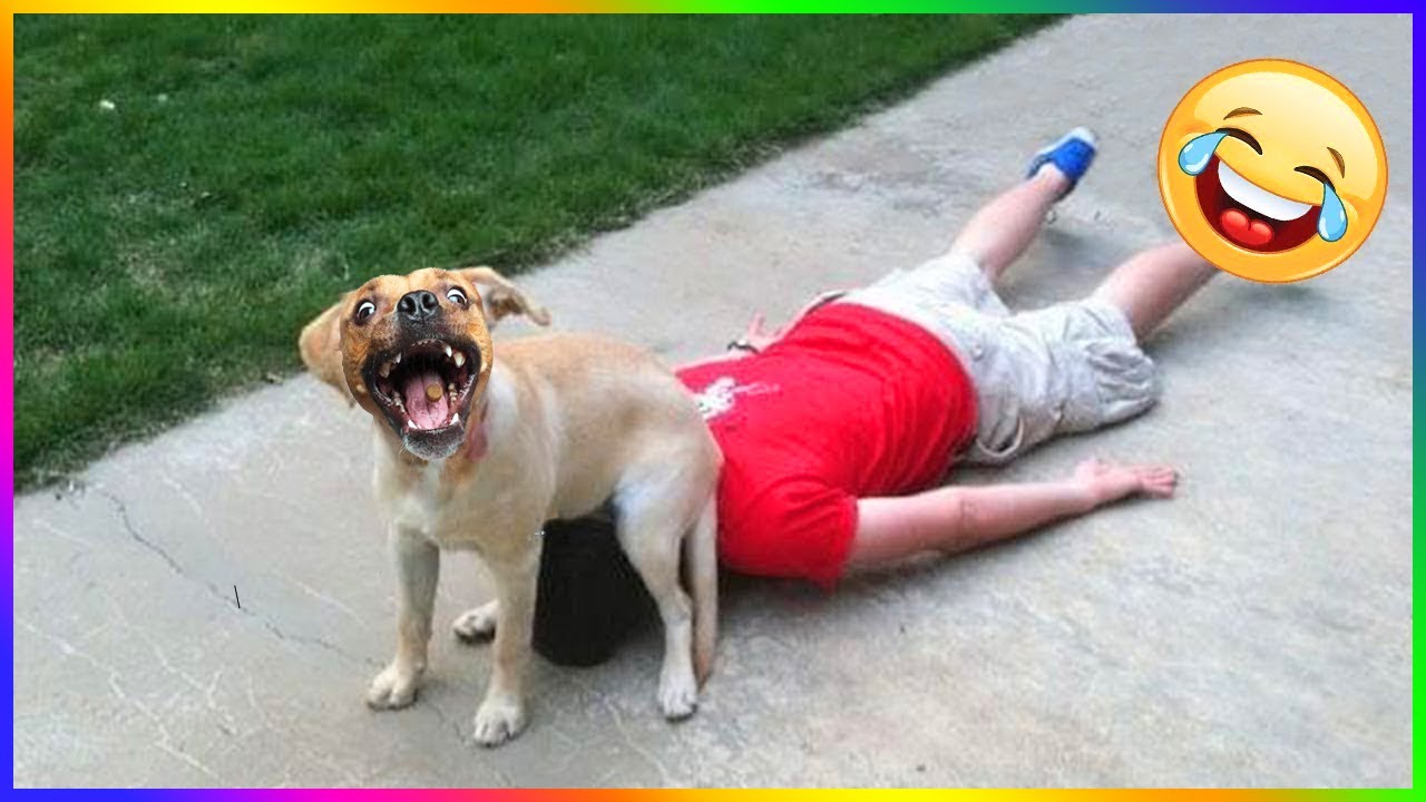 Funny Dog And Cat 😍🐶😻 Funniest Animals #116