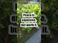 #shorts #quotes #motivation #selfworth #healing