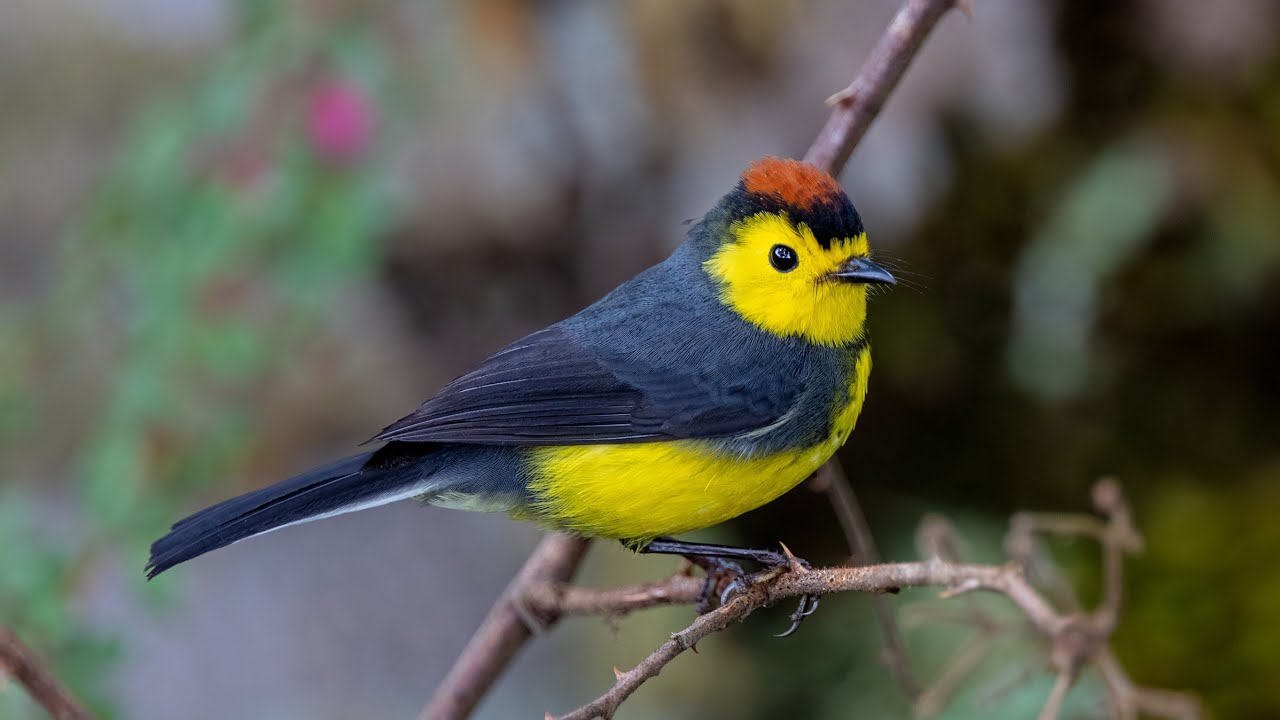 Birds of Costa Rica part 1 - Savegre and San Gerardo de Dota