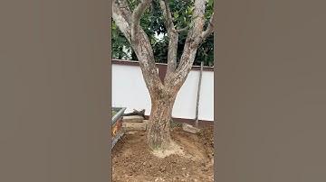 Cách Trồng Mít Cổ Thụ P1#shorts