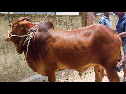 @ আজ ২৭ জুলাই || খামার উপযোগী ষাঁড় গরুর দাম দিনাজপুরের ফাসিলা ডাঙ্গা হাটে ||