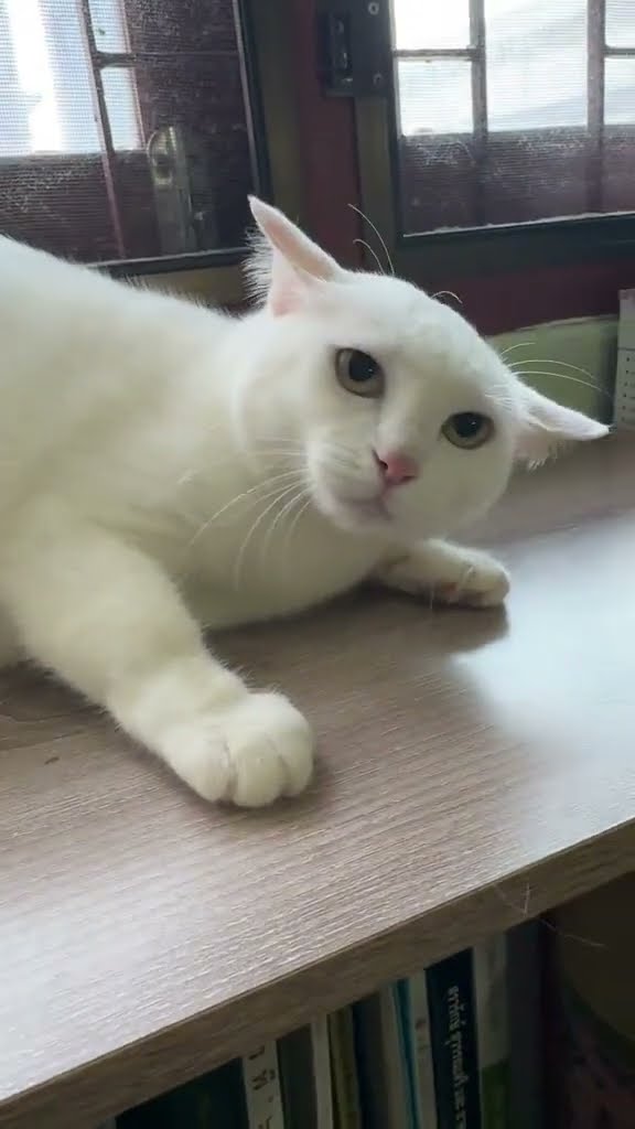 Très drôle le chat ? ? ? ? #cat #cute