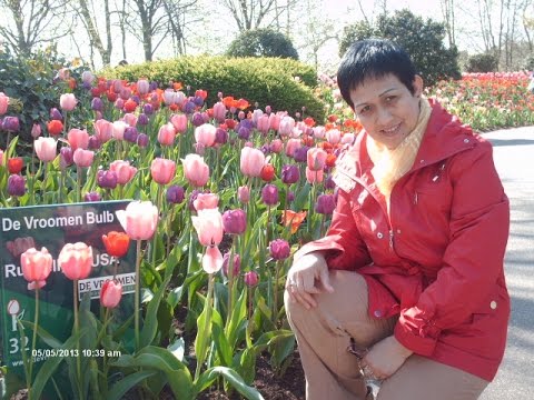 Tamasya ke Taman Bunga Tulip keukenhof Belanda YouTube