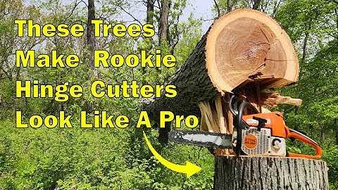 Best Trees to Hinge Cut For Creating Awesome Deer Bedding Areas, Security Cover and Woody Browse