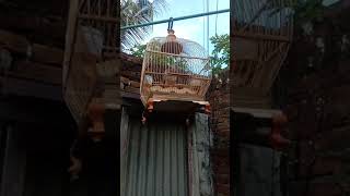 Nafas Tua Burung Derkuku Usia 25 Tahun, Pancingan Kuk 3 #shorts