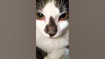 Thumbnail of Just Spaghettio #song #cat #trending #music #cutecat #kitten #cute #pets #trendingshorts #shorts