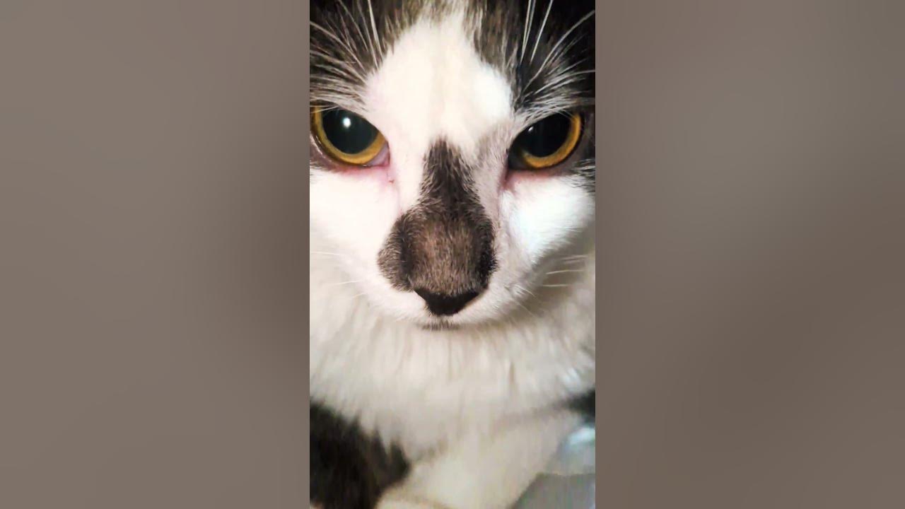 Just Spaghettio #song #cat #trending #music #cutecat #kitten #cute #pets #trendingshorts #shorts