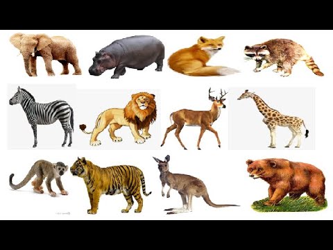50+ Wild Animals Names in English | Learning Is Fun - YouTube