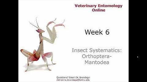 6 2 Insect Systematics Orthoptera mantodea