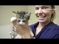 Silky is the #PetoftheWeek at the @LebanonHumane To adopt Silky call the Humane Society of Lebanon C