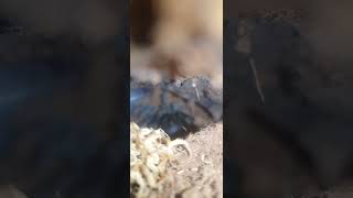 Brazilian black juvenile #shortvideo #tarantula #youtubeshorts