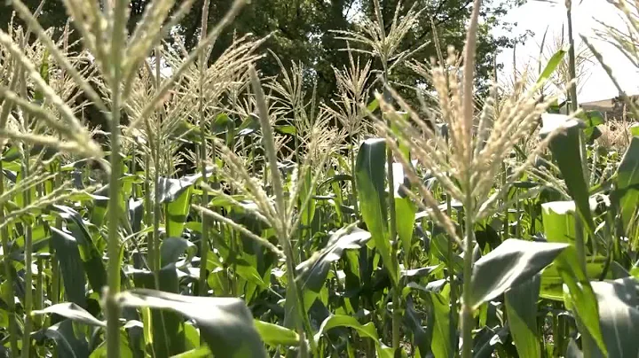 Montana Ag Report 4-15-22