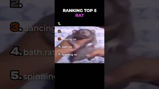 Ranking TOP 5 RATS on the INTERNET 🐁 #shorts #funny