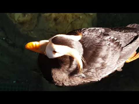 Swiming tufted puffins