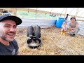 Next Level in HOMESTEADING (PIGS!!)