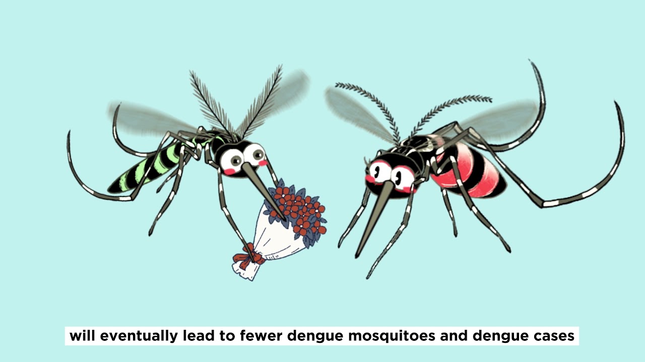 How do male Wolbachia-Aedes mosquitoes help suppress dengue mosquito population? - YouTube