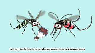 How do male WolbachiaAedes mosquitoes help suppress dengue mosquito population?